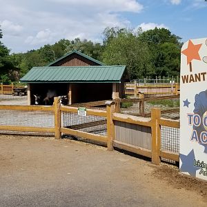 Living Treasures LH - Petting area, zebu