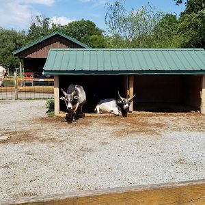 Living Treasures LH - Petting area, zebu