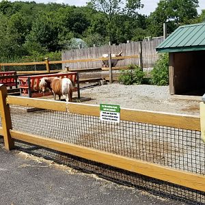 Living Treasures LH - Petting area, miniature horses