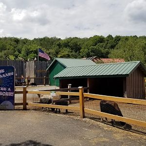 Living Treasures LH - Petting area, sheep