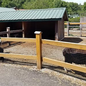 Living Treasures LH - Petting area, sheep
