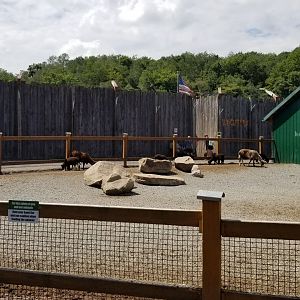 Living Treasures LH - Petting area, sheep, tiger area in background