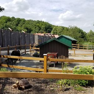 Living Treasures LH - Petting area, llama and alpaca, tortoise