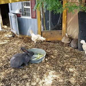 Living Treasures LH - Petting area, chickens and rabbits