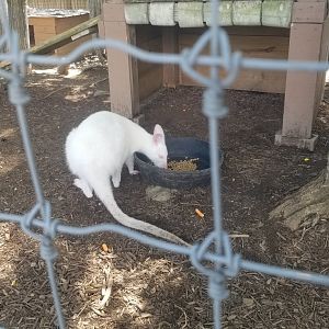 Living Treasures LH - Wallaby