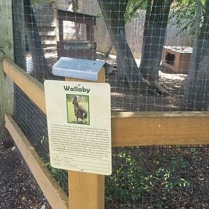 Living Treasures LH - Wallaby