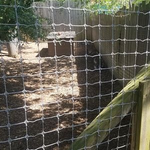 Living Treasures LH - Wallaby