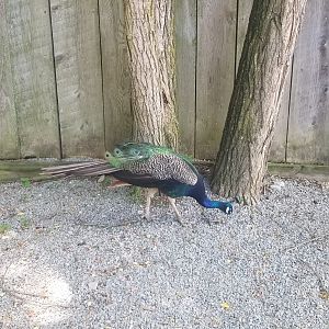 Living Treasures LH - Indian peafowl