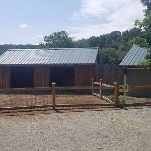 Living Treasures LH - Cattle