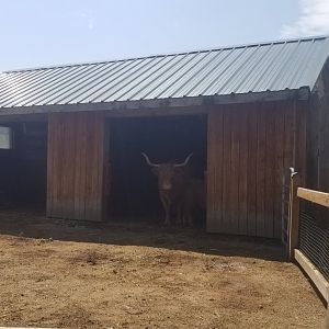 Living Treasures LH - Cattle