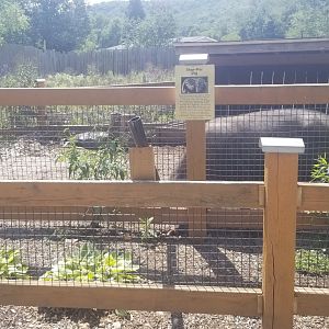 Living Treasures LH - Pig