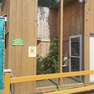 Living Treasures LH - Barn owl