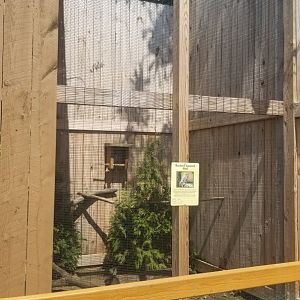 Living Treasures LH - Eastern screech owl