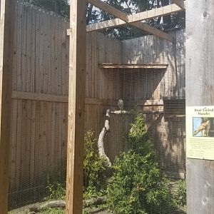 Living Treasures LH - Red-tailed hawk