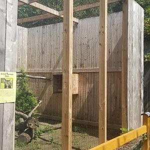 Living Treasures LH - Great horned owl