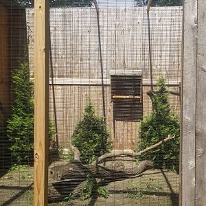 Living Treasures LH - Great horned owl