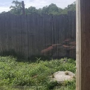 Living Treasures LH - Tigers panorama from left viewing window