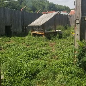 Living Treasures LH - Tigers