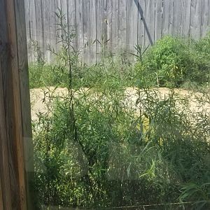 Living Treasures LH - Tiger water feature