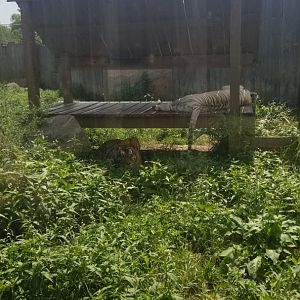 Living Treasures LH - Tigers