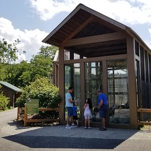 Living Treasures LH - Lar gibbon