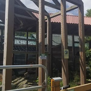 Living Treasures LH - Lar gibbon