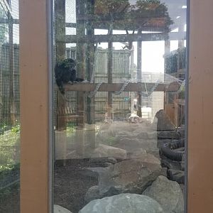 Living Treasures LH - Lar gibbon