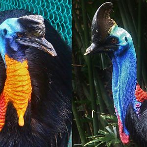 Cassowary comparison