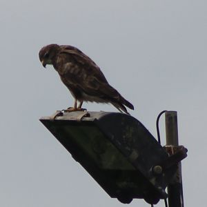 Common buzzard