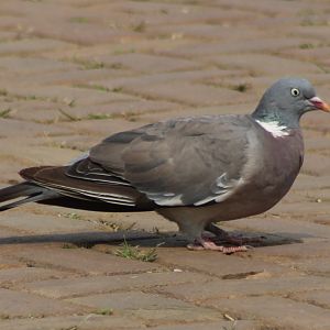 Wood pigeon