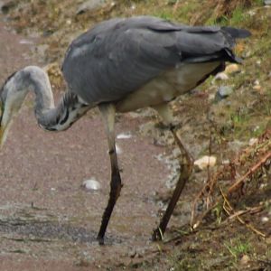 Grey heron