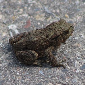 Common toad