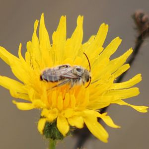 Pantaloon bee - Dasypoda hirtipes