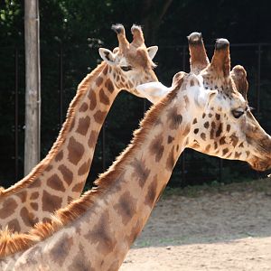 Rothschild's giraffes