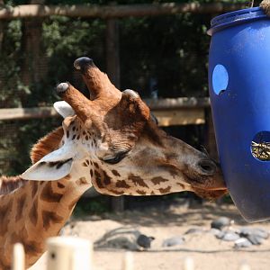 Rothschild's giraffe