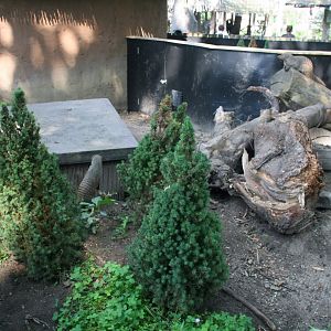 Part of the banded mongoose enclosure