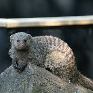 Banded mongoose