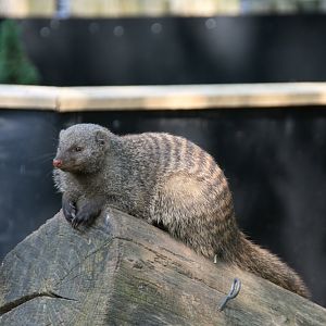 Banded mongoose