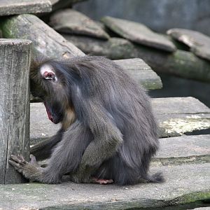 Mandrill