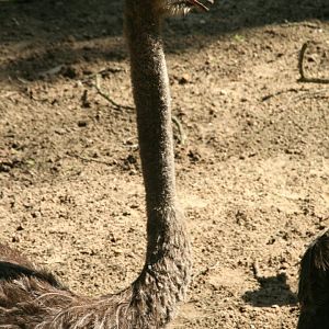 Ostrich