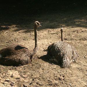 Ostriches