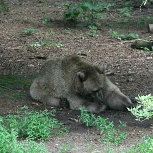 European brown bear
