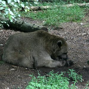 European brown bear