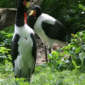 Saddle-billed stork pair
