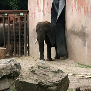 Aja with Tembo in the background