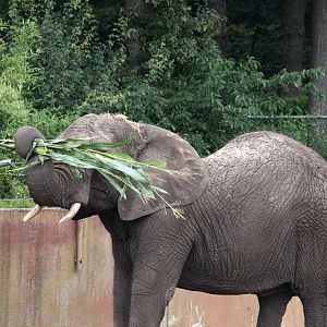 Tembo enjoying some corn stalks