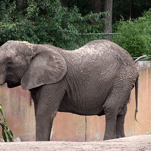 Tembo enjoying some corn stalks