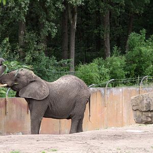 Tembo enjoying some corn stalks