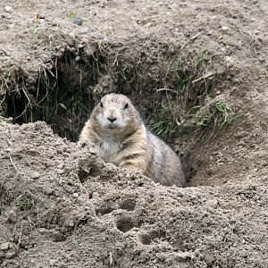 Prairie dog