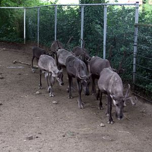 Reindeer on the move